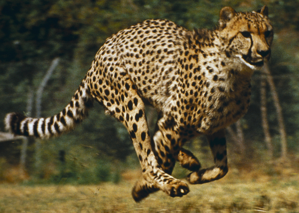 8 Animals Who Could Beat Summer Olympics Record Holders